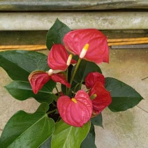 红掌盆栽水培植物室内花卉好养一帆风顺大盆绿植鸿运当头