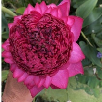 精品荷花庭院家养池塘公园观赏