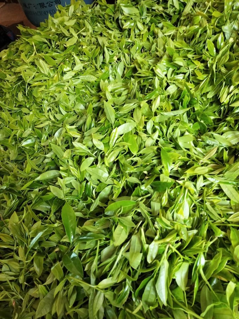 广东东莞单丛茶 190.00元/斤单丛茶叶