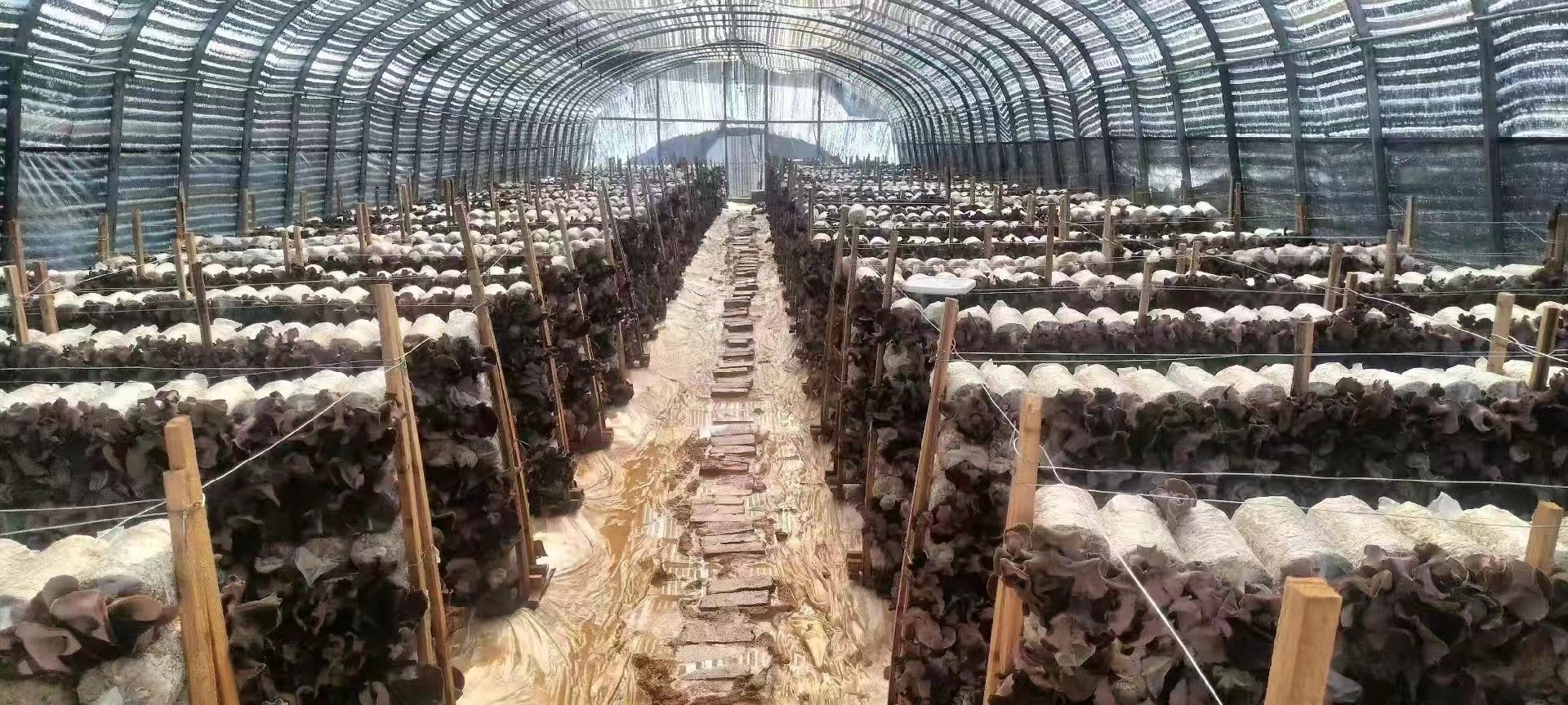 毛木耳生产基地航拍图