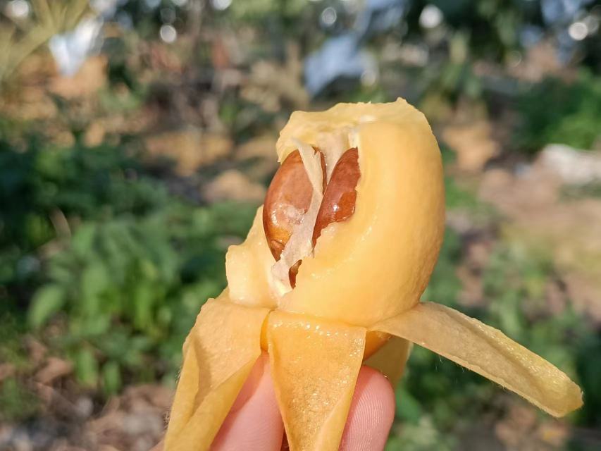 云霄县枇杷种植基地航拍图