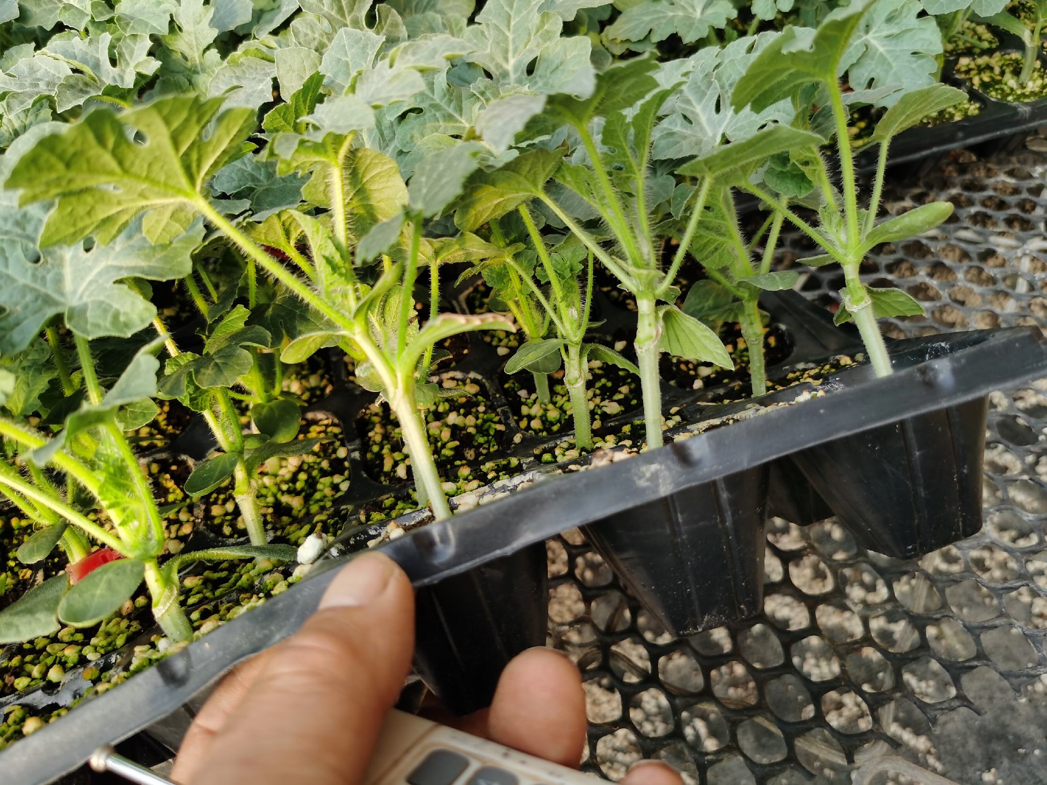 秋莴苣育苗盘