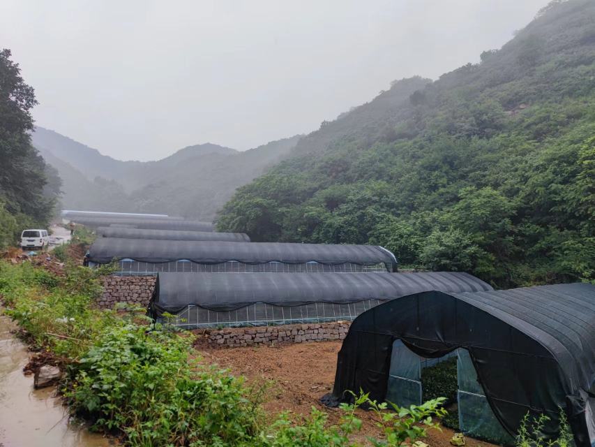 红颜草莓夏季遮阳管理场景