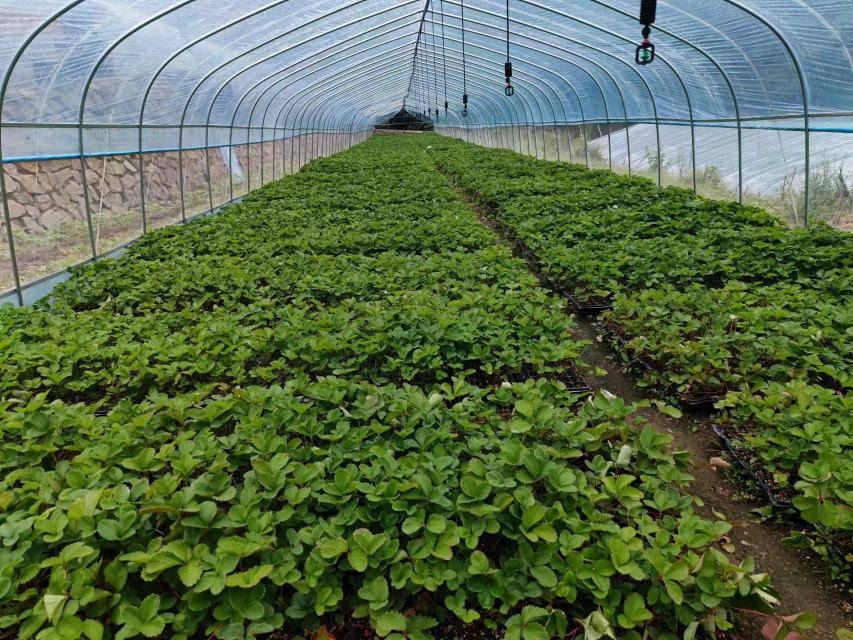 华东地区红颜草莓育苗棚内实施人工遮光处理:黑色遮光布完全覆盖苗床,仅留两侧通风口,温湿度记录仪显示当前夜温17.3℃、昼温24.1℃,光照强度<5000 lux,符合花芽诱导条件 红颜草莓花芽分化期遮光处理现场