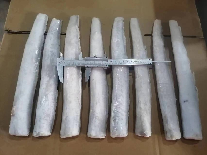 图示:专业水产检测人员使用游标卡尺精准测量带鱼胸鳍后方最宽处横径,背景为实验室白色操作台,带鱼样本呈银灰泛蓝光泽,尺身清晰显示4.2cm刻度,体现科学测量场景 带鱼宽度测量示意图
