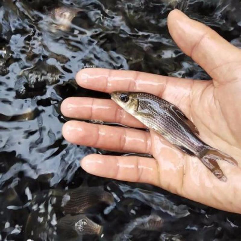 [岩原鲤鱼苗批发]四川自贡富顺县鲤鱼苗 1.