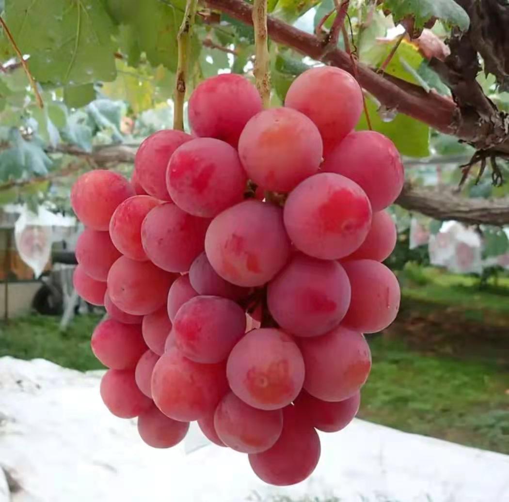 阳光玫瑰与妮娜皇后葡萄对比图