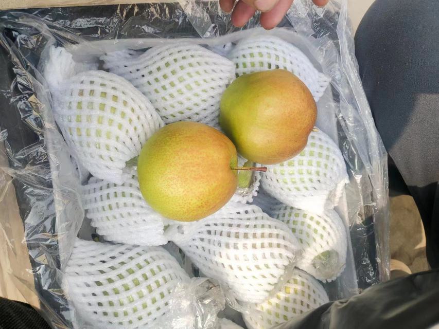 孕妇在厨房水槽边用软毛刷清洗带皮酥梨，水流清澈，梨表水珠晶莹，台面摆放绿色食品认证标识的砀山酥梨纸箱