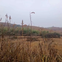 荒山