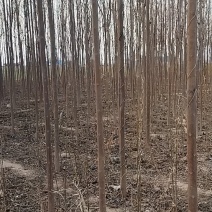 楸树