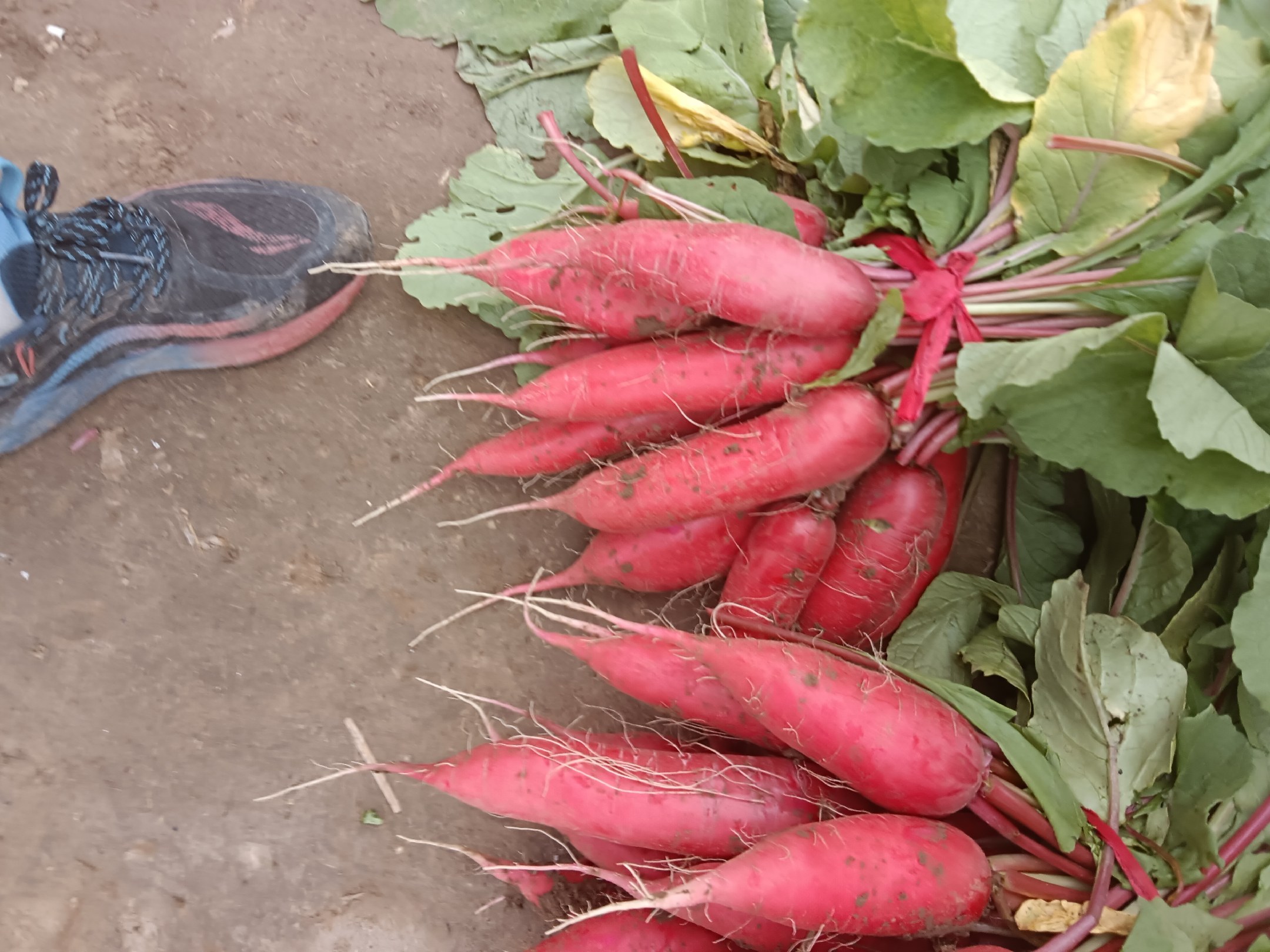 新鲜红皮萝卜田间采收状态实拍:展示典型形态特征——紫红表皮、青绿缨子、带泥新鲜度,强调‘采后72小时’黄金营养窗口 新鲜红皮萝卜整株特写:带湿润泥土的完整根茎,表皮呈现均匀深紫红色,表面有细密纵纹,顶部残留2–3 cm青绿色缨子,缨子叶片舒展鲜亮,无萎蔫黄斑