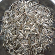 小黄鱼，山坑鱼，黄古鱼，牛尾巴鱼，桂鱼，