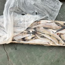 狭鳕鱼明太鱼鳕鱼原料去头去脏量大可议