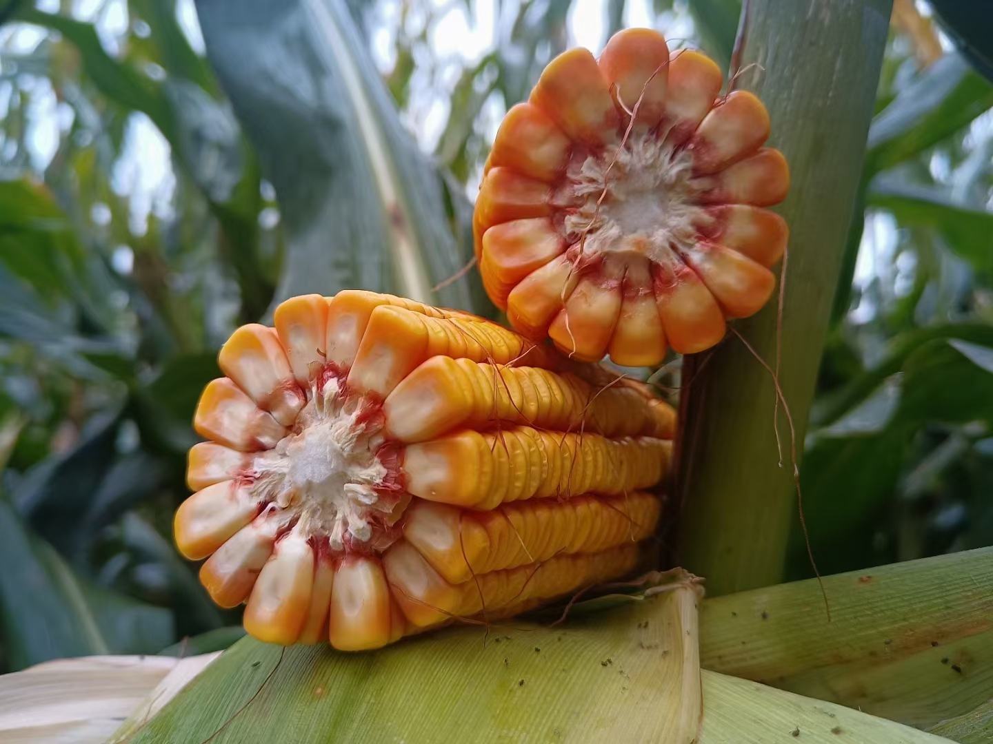 玉米烹饪场景图