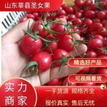 山东莘县千禧圣女果大量上市长期供应欢迎致电