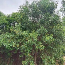 花木树，白蜡，女贞，楸树