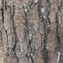 松木