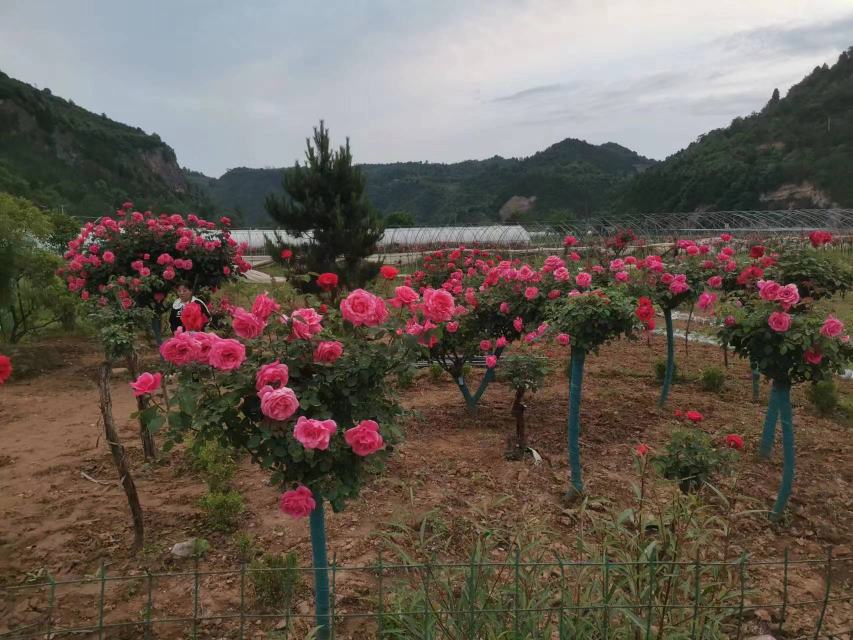 大花月季在公园花坛中盛开的实景图