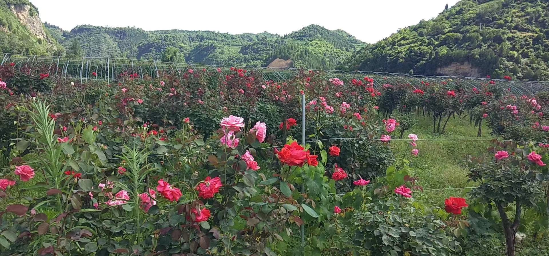 浓香大花月季盛开在阳光下的花园中，花朵饱满呈杯状，颜色为深粉色，周围绿叶繁茂，蜜蜂正在采蜜