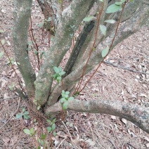 映山红丛林桩
