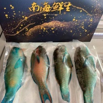 南海西沙野生海鱼