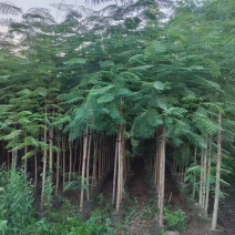 凤凰木光杆货，3-10公分，大量现货有需要的老板联系我