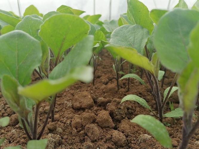 长茄植株初期形态