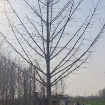 山东银杏美国红枫樱花国槐造型松