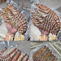 斑节虾麻虾明虾皮皮虾草虾等等各种海虾批发零售供应