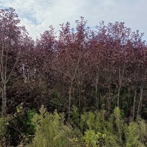 3的紫叶稠李