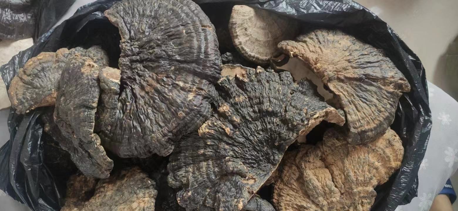 赤灵芝切片宏观与微观对比图