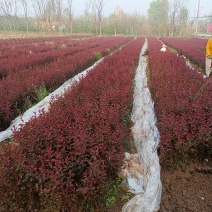 带杯紫叶矮樱