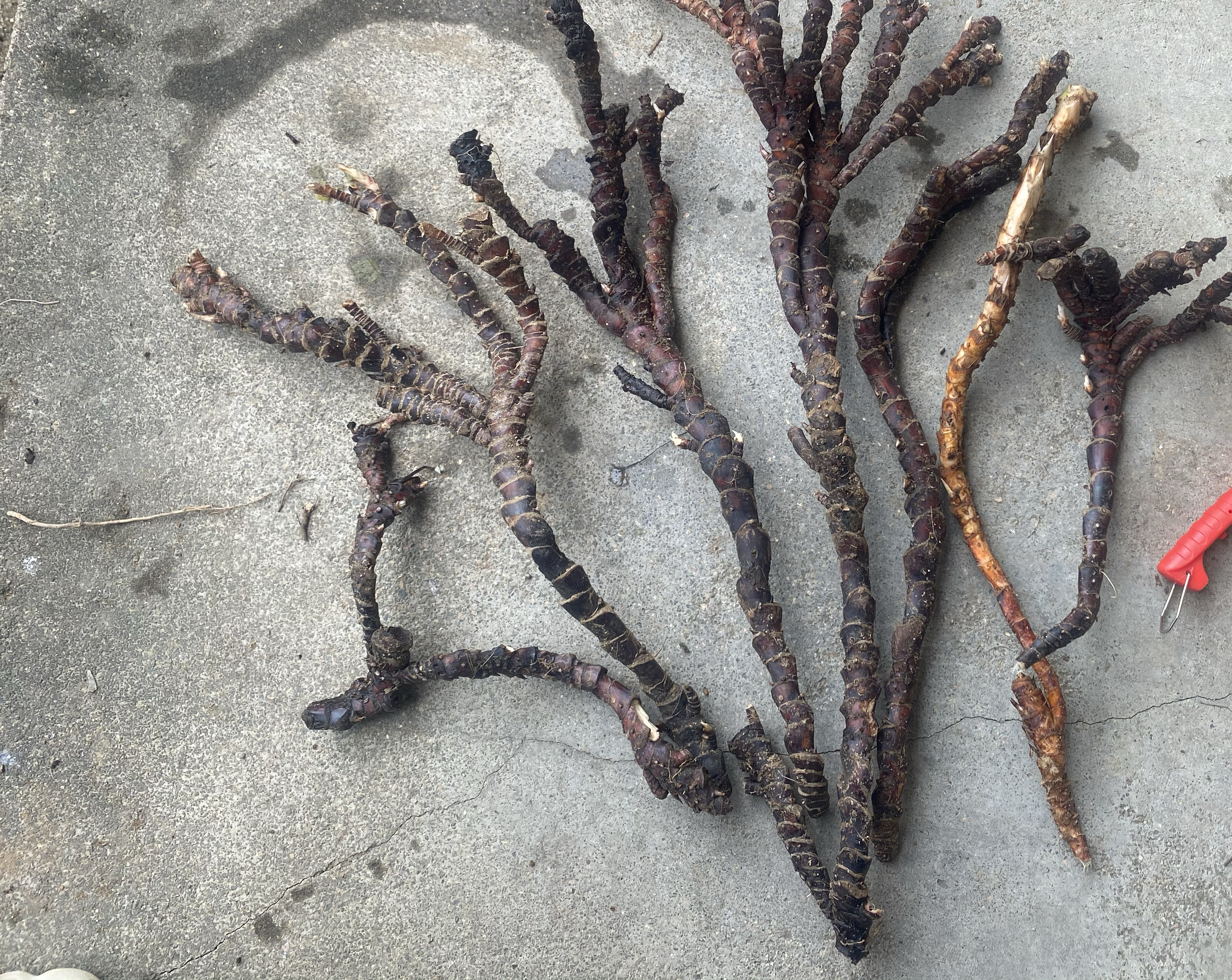 蒲公英与白芷的植物形态对比图