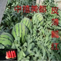 早熟西瓜种子中禧美都皮薄瓤红肉质酥脆多汁皮薄且韧耐运输抗