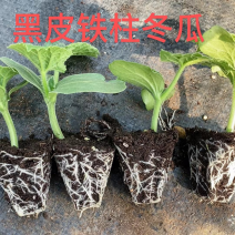 黑皮铁心大冬瓜苗