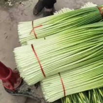 大量供应，安徽亳州白帽蒜苔基地，无泡水，都是干苔，