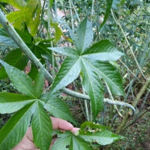 甜茶苗刺儿茶苗甜叶覆盆子苗七叶覆盆子苗