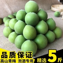 青梅果现摘诏安新鲜青梅鲜果泡酒专用深山酸梅子酵素水果散装