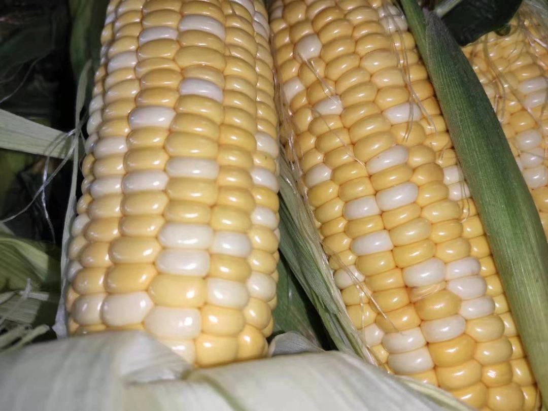 新鲜采摘的水果玉米特写,籽粒排列紧密、色泽鲜亮,突出其高含水量与糖分可视化特征——这是水溶性糖富集的直观表现,而非添加糖 水果玉米特写:金黄色饱满籽粒,表面晶莹湿润,带有天然蜡质光泽,切开可见半透明糖浆状汁液渗出