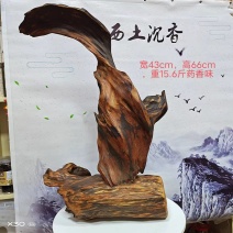 广西土沉香