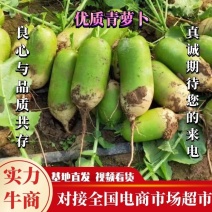 精品青萝卜，大量供应电商市场酱菜厂养殖厂货源充足