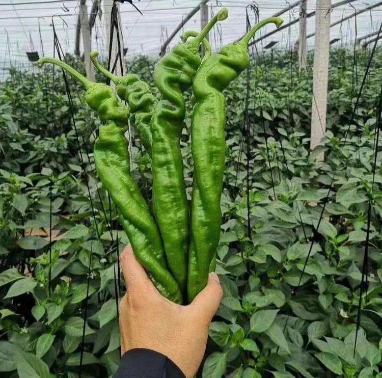 农户在田间分拣刚采摘的线椒，竹筐中红青椒混装，手部特写显示椒体匀称、果梗新鲜绿色、无机械损伤与萎蔫，背景可见露水未干的叶片