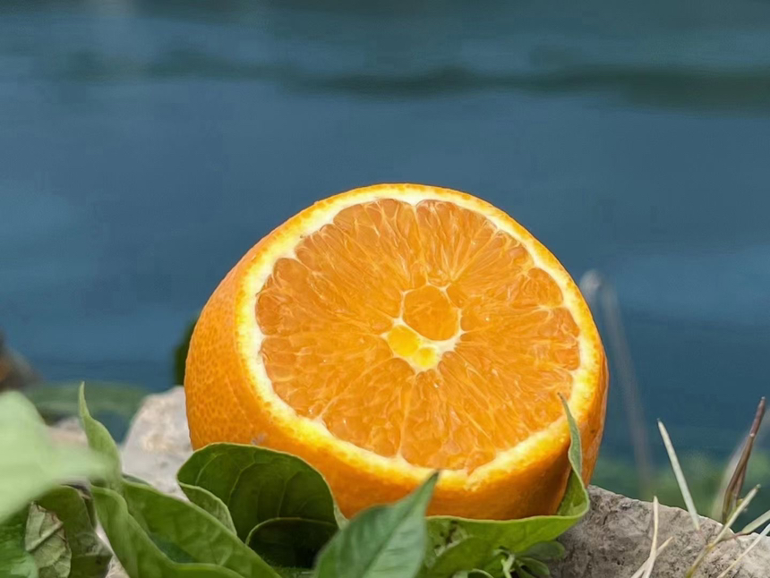 伦晚脐橙高柠檬烯特征可视化:展示完好的油胞密集表皮、新鲜刮取的芳香橙皮屑,以及油胞分泌腔显微结构,印证其作为天然呼吸道保护剂的物质基础 伦晚脐橙整果与橙皮屑特写:橙子表皮光洁油亮,局部可见细微油胞凸起;旁边玻璃碟中盛放淡黄色细腻橙皮屑,背景为显微镜下橙皮油胞放大图像(清晰显示分泌腔结构)