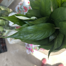 美酒小白掌，一帆风顺