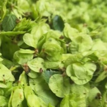 特菜野菜