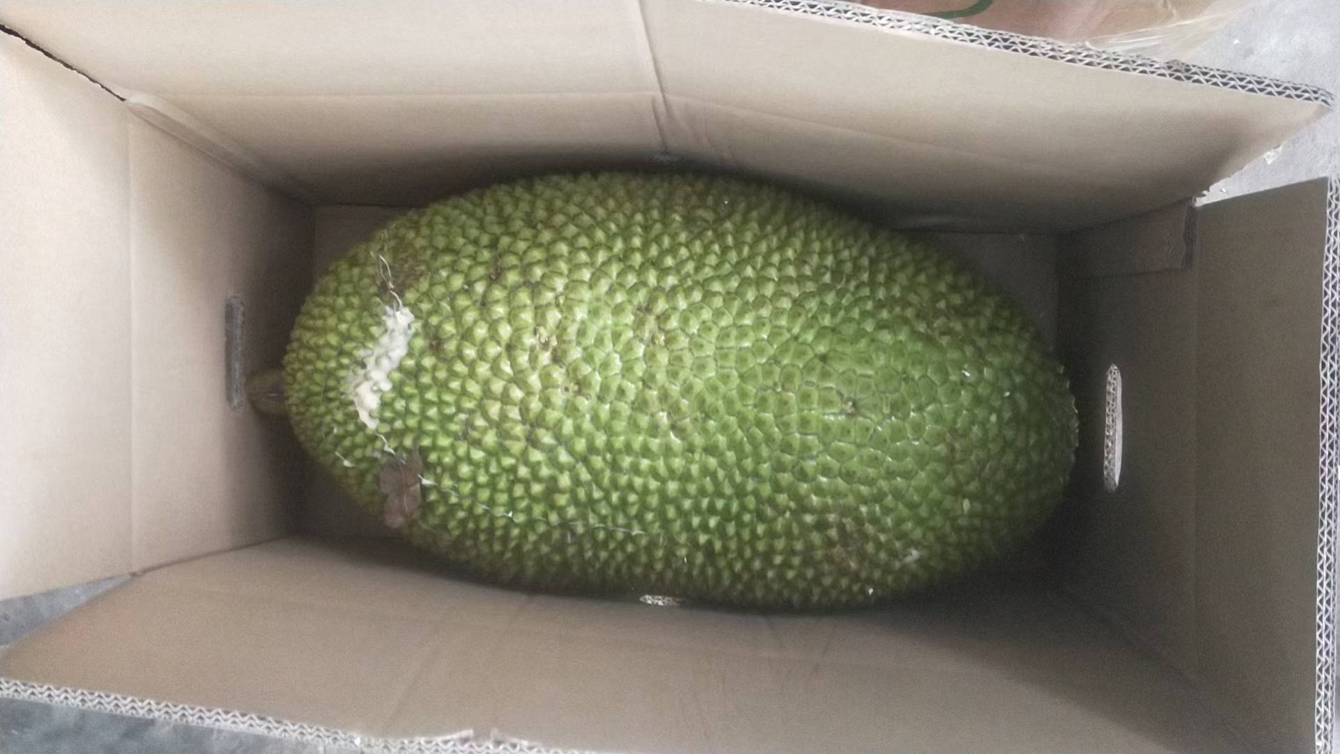 菠萝蜜催熟方法示意图