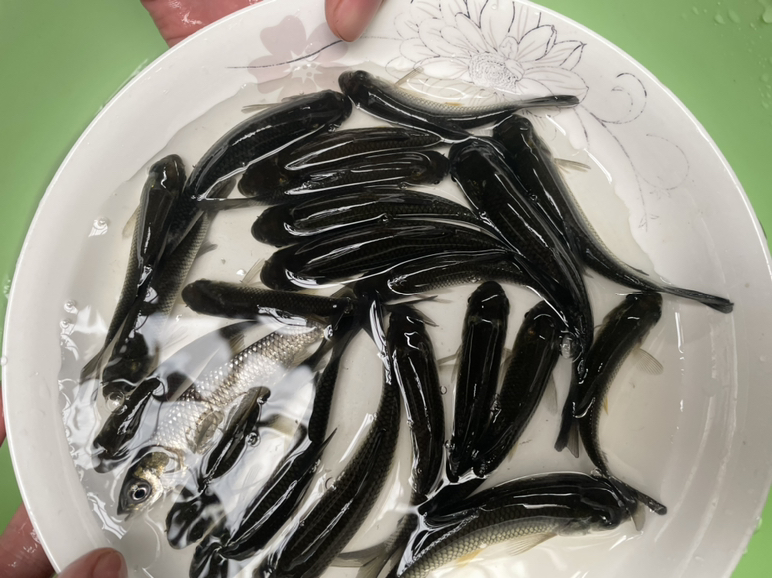 图中展示一盘热气腾腾的蒜苗烧鱼,鱼肉鲜嫩,蒜苗翠绿,汤汁浓郁,盛放在白瓷盘中 蒜苗烧鱼成品图