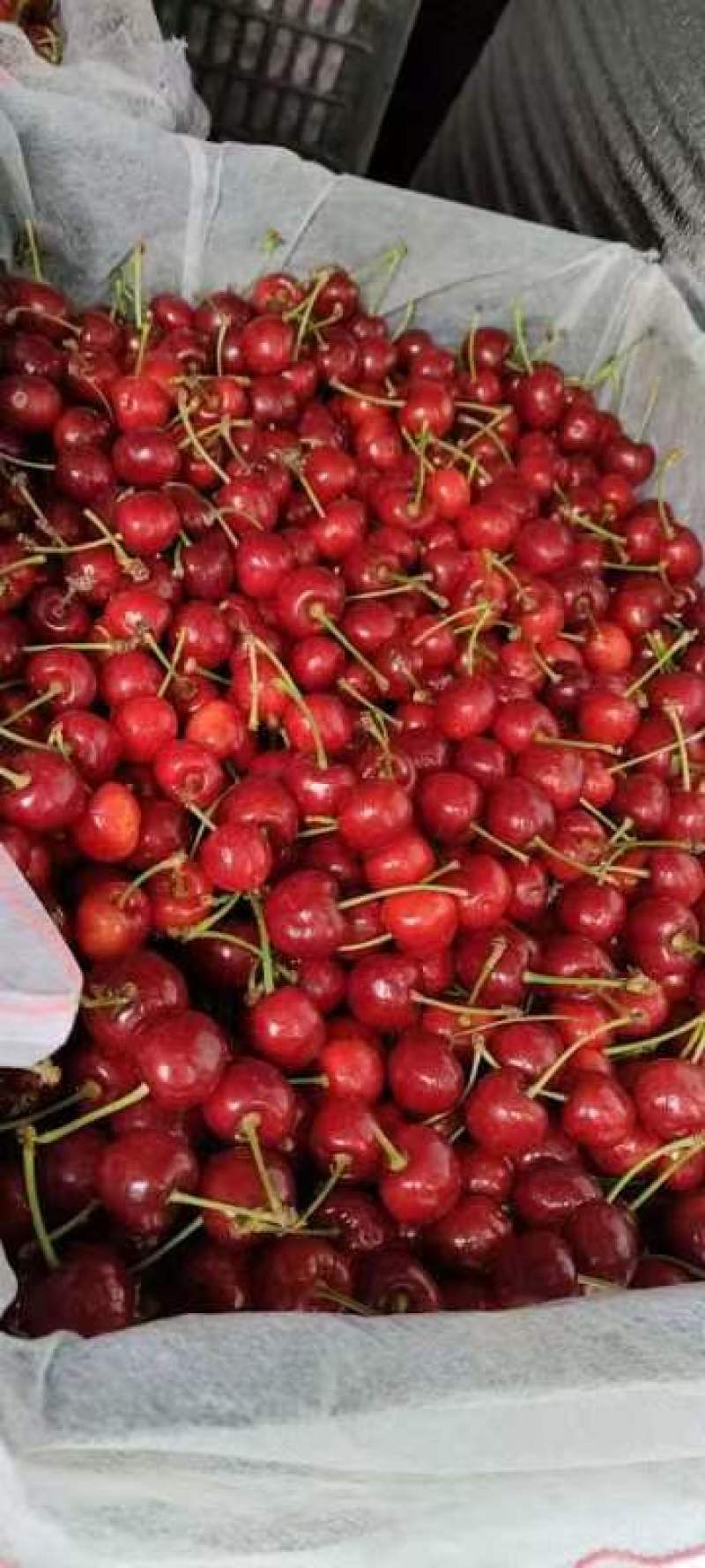 山东潍坊上林美早大樱桃大落价欢迎各地商贩前来采购