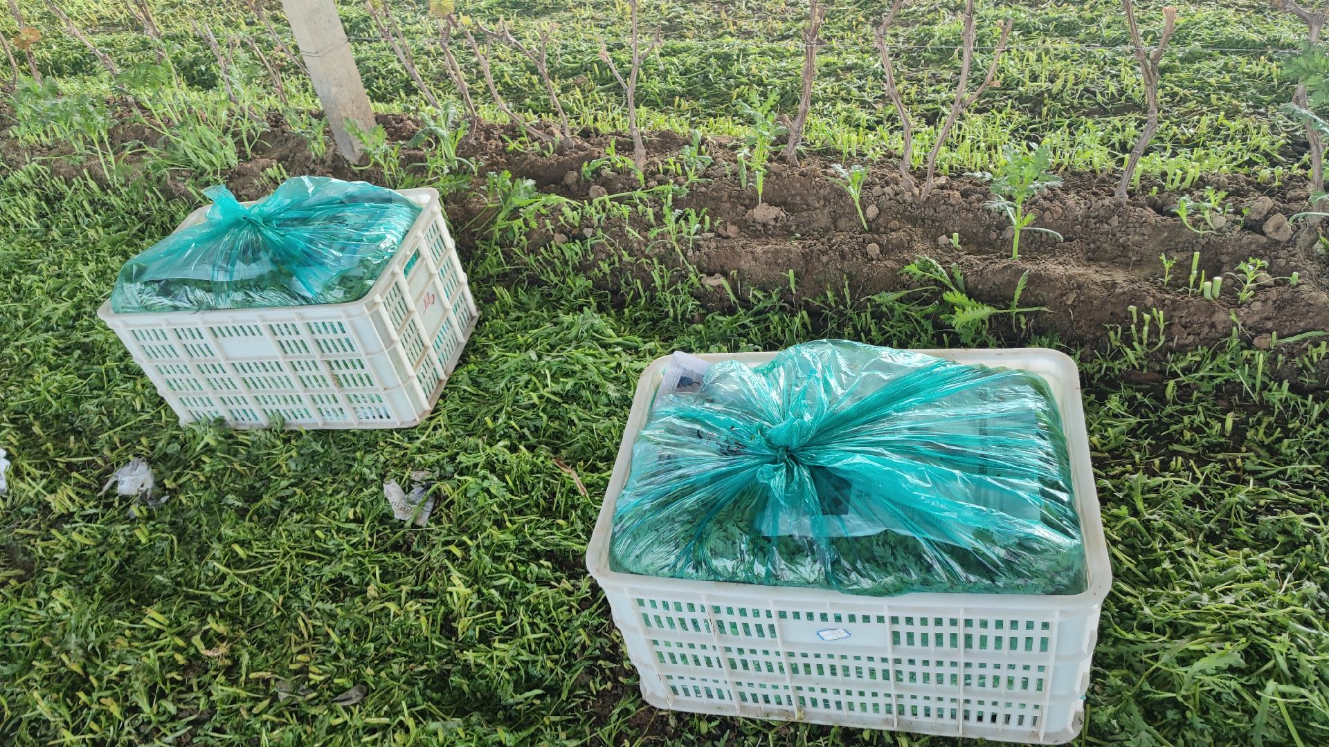 小叶茼蒿采收与包装现场图