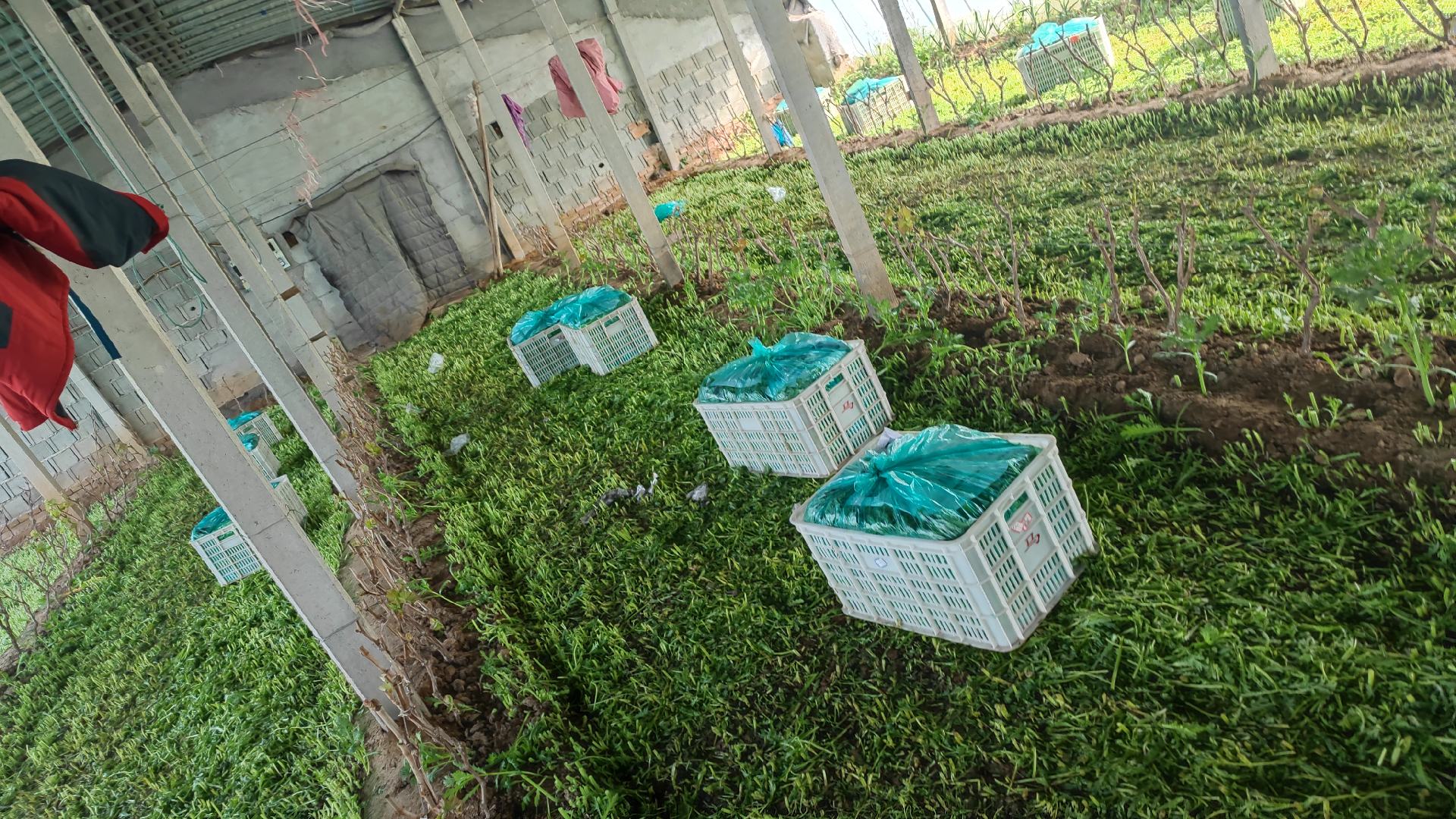 小叶茼蒿整株收割示范图